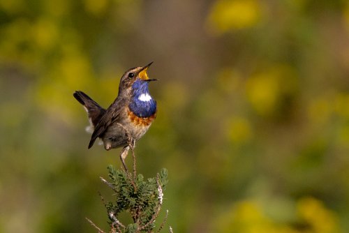 Gorgebleue à miroir