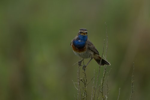 Gorgebleue à miroir