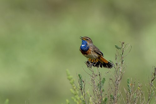 Gorgebleue à miroir