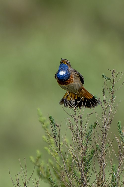 Gorgebleue à miroir
