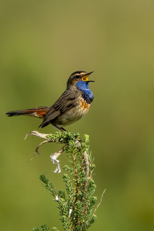 Gorgebleue à miroir