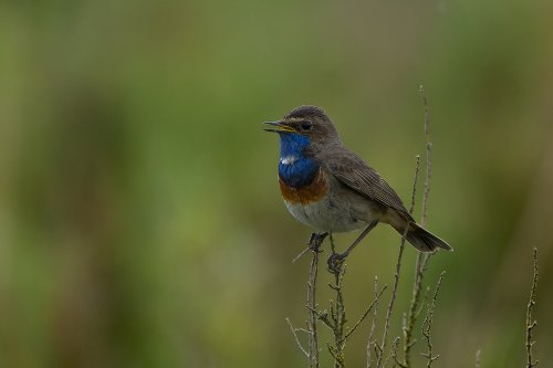 Gorgebleue à miroir