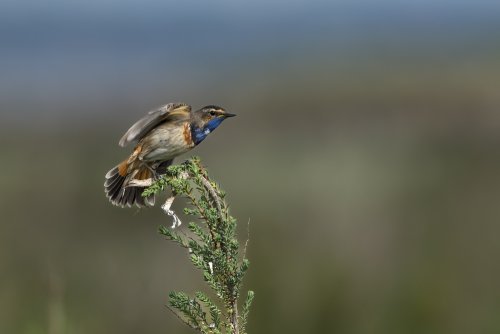 Gorgebleue à miroir