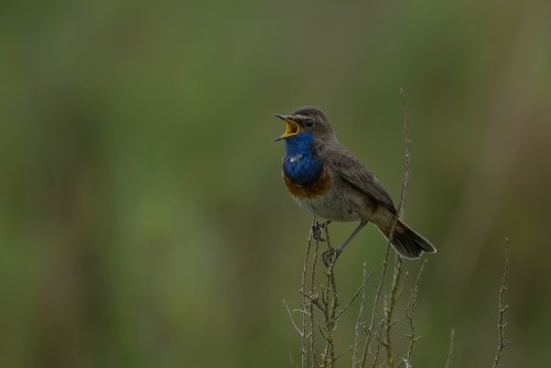 Gorgebleue à miroir