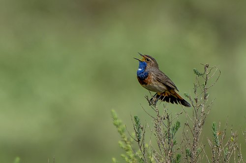 Gorgebleue à miroir
