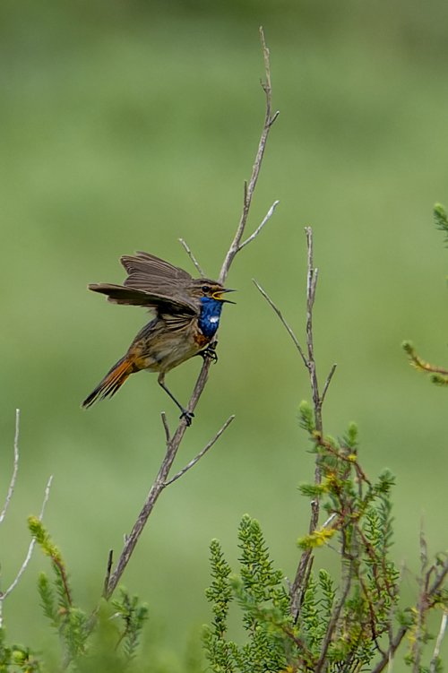 Gorgebleue à miroir