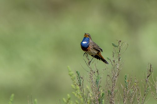Gorgebleue à miroir