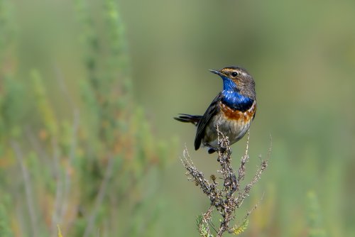Gorgebleue à miroir