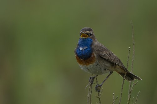 Gorgebleue à miroir