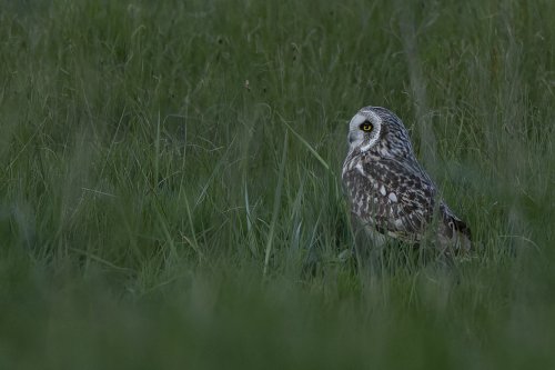 Hibou des Marais