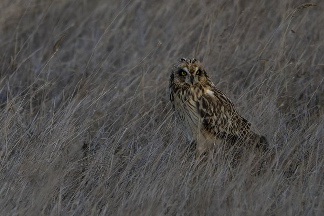 Hibou des marais