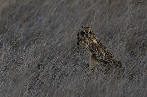 Hibou des marais