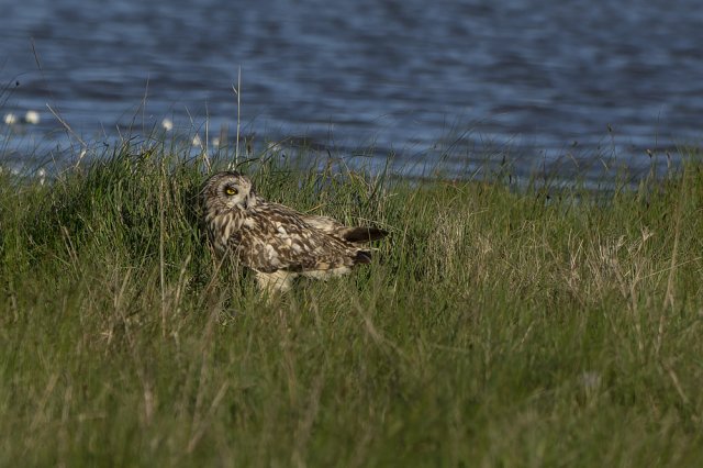 Hibou des Marais