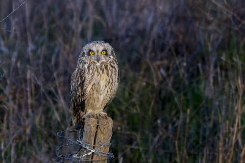 Hibou des marais