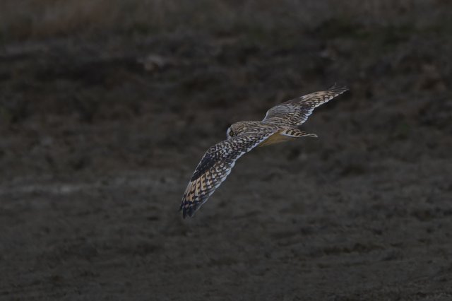 Hibou des marais