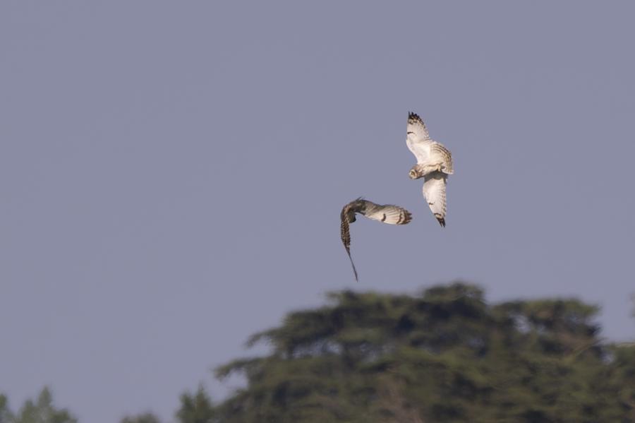 Hibou des marais