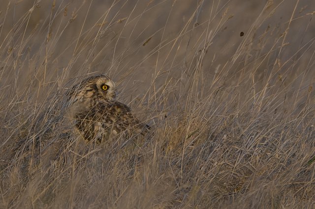 Hibou des marais