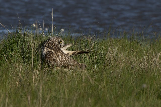 Hibou des Marais