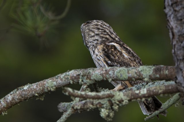 Hibou des marais