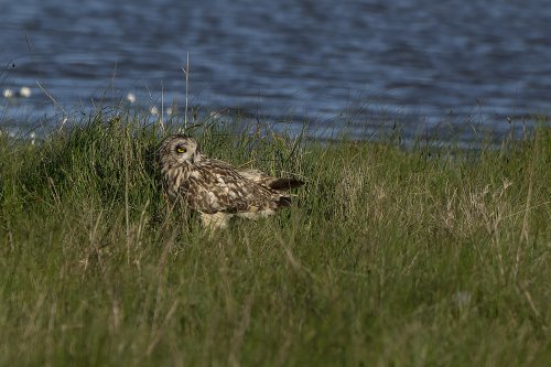Hibou des Marais