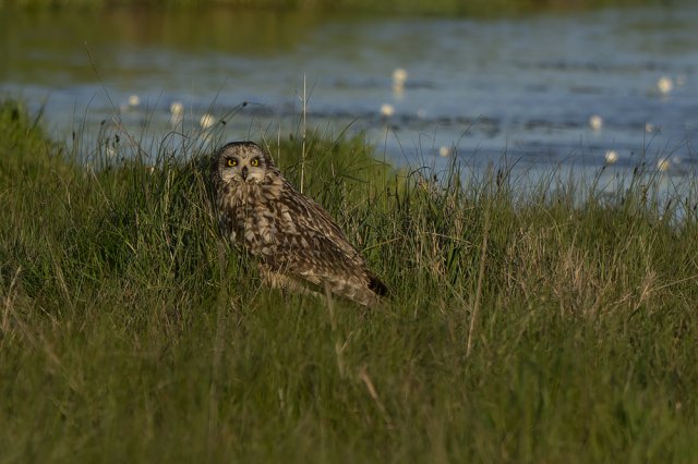 Hibou des Marais