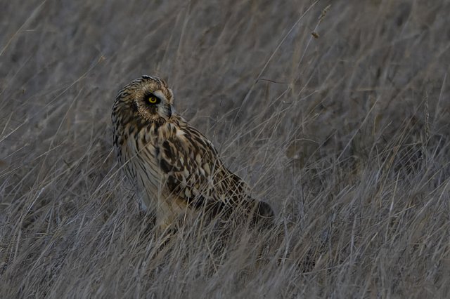 Hibou des marais
