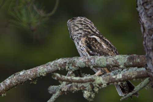 Hibou des marais