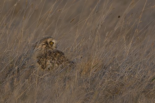 Hibou des marais