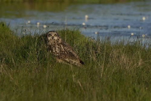 Hibou des Marais