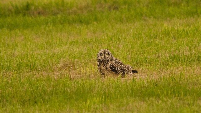 Hibou des marais