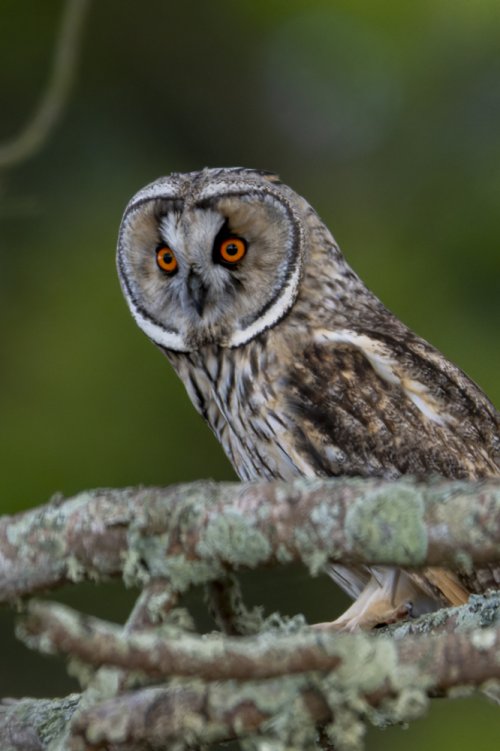 Hibou des marais