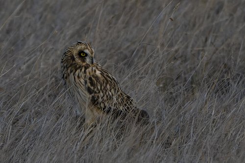 Hibou des marais