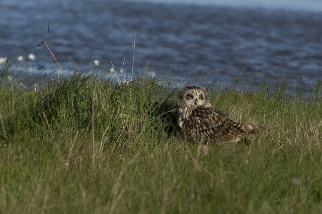 Hibou des Marais
