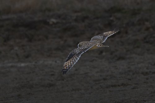Hibou des marais