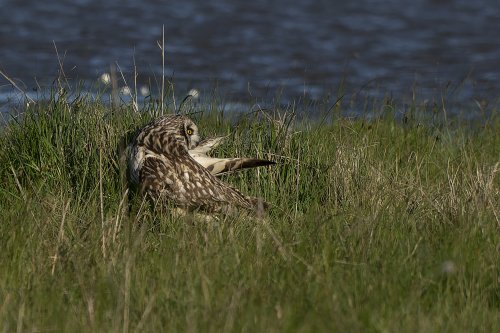 Hibou des Marais