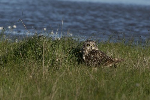 Hibou des Marais
