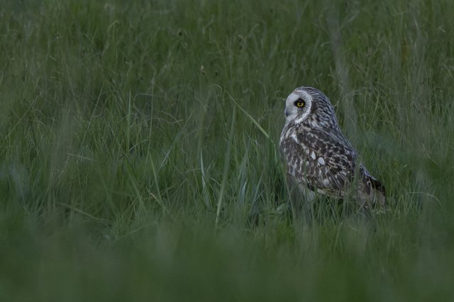 Hibou des Marais