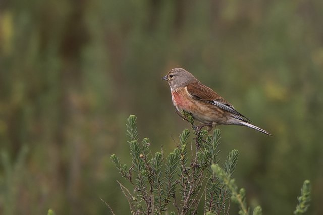 Linotte mélodieuse