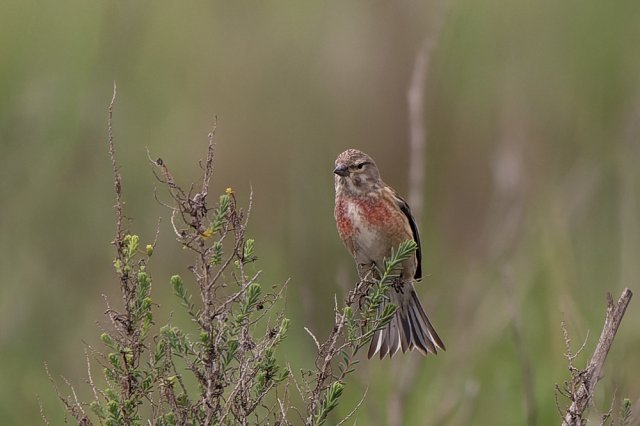 Linotte mélodieuse