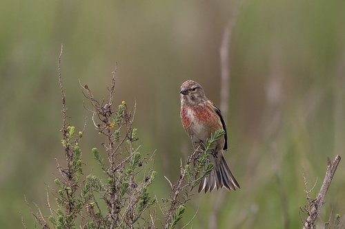 Linotte mélodieuse