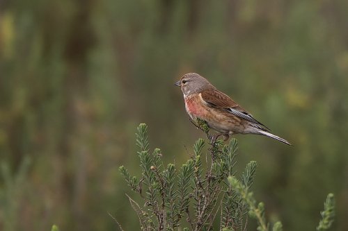 Linotte mélodieuse