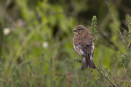 Linotte mélodieuse
