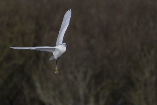 Aigrette garzette