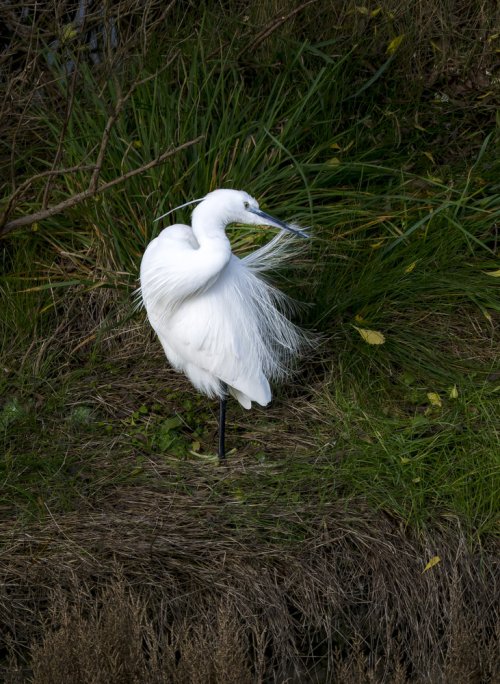 Aigrette garzette