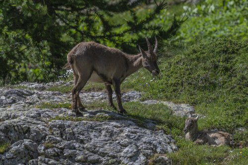 Bouquetin et son  petit
