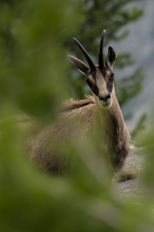 Chamois