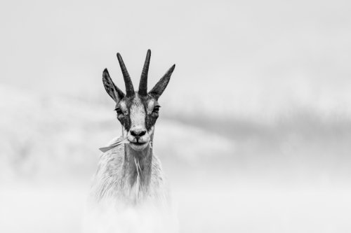 Chamois