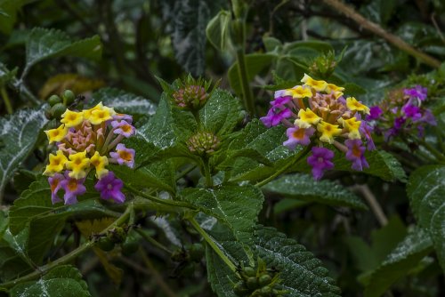 Lantana Camara