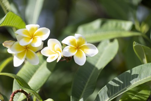 Fleur de Frangipanier