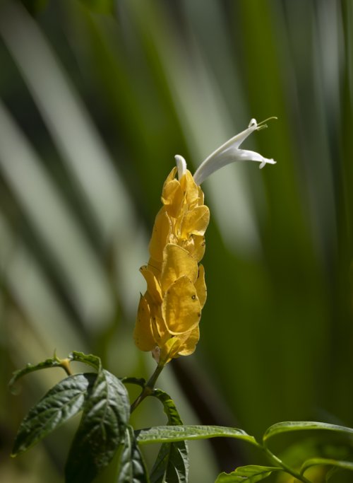 Fleur du panache d'officier